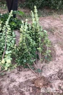 高度180厘米丛生北海道黄杨