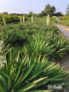 高度50厘米剑麻