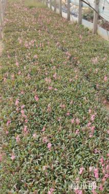 高度15厘米千鸟花