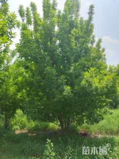 高度600厘米丛生金叶白蜡