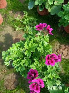 高度20厘米马利筋