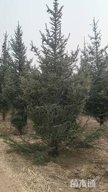 高度500厘米云杉