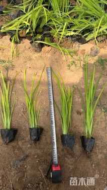 高度40厘米西伯利亚鸢尾