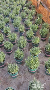 高度25厘米薰衣草