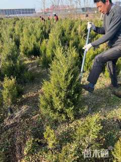 高度120厘米蜀桧柏
