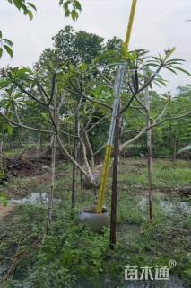 5公分黄花鸡蛋花