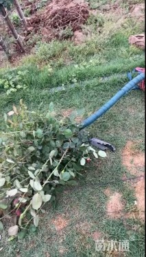 5公分高杆树状月季