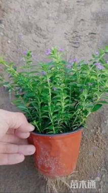 高度25厘米满天星