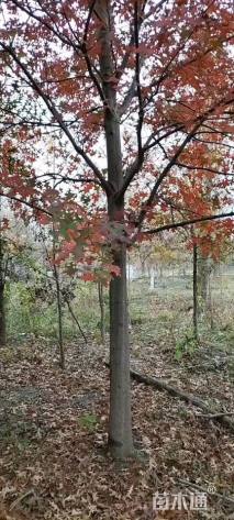 16公分北美红栎