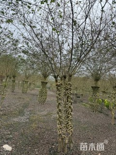 30公分紫薇花瓶