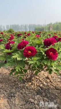 高度30厘米牡丹