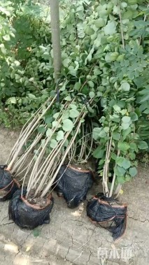 高度250厘米丛生紫荆