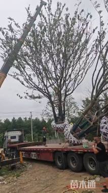 15公分丛生朴树