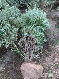 冠幅120厘米银姬小蜡球