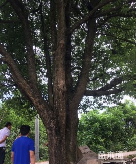 80公分香樟