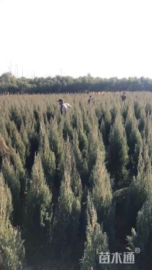 高度110厘米塔柏