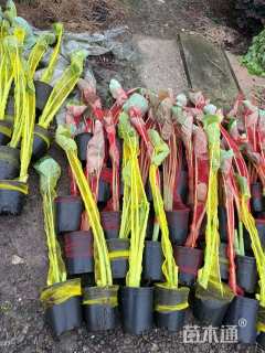 高度60厘米观音芋