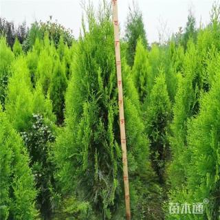 高度70厘米洒金柏小苗