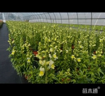 高度20厘米金鱼草