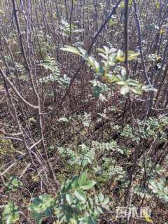 高度50厘米花椒