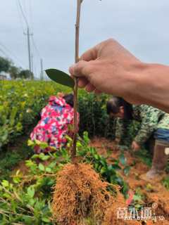 高度70厘米油茶小苗