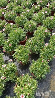 高度25厘米玛格丽特花