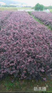 高度30厘米红花继木小苗