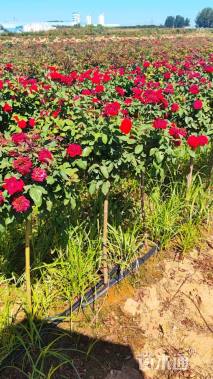 高度80厘米棒棒糖月季