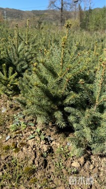 高度60厘米青海云杉