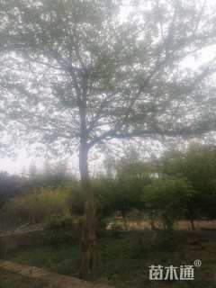 高度600厘米柘树