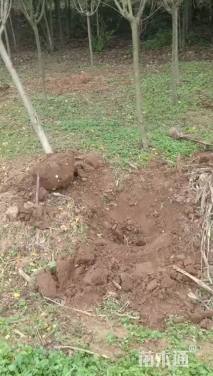 高度300厘米木槿