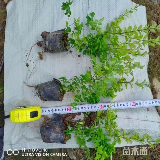 小杯苗亮晶女贞小苗