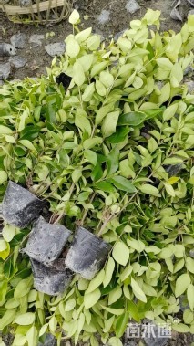 高度20厘米金森女贞