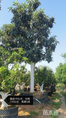 15公分大五星枇杷苗