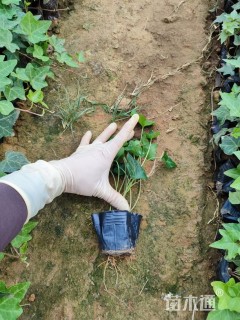 20厘米常春藤