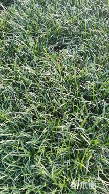 高度15厘米阔叶麦冬