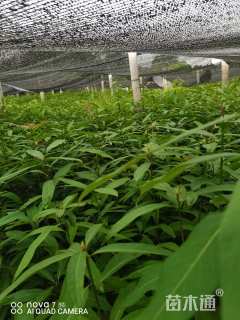 0.6公分楠木