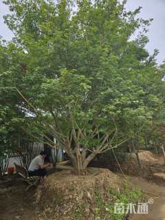 高度500厘米丛生鸡爪槭