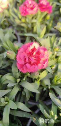 高度20厘米康乃馨