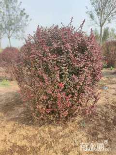 冠幅100厘米紫叶小檗球