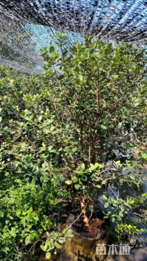 高度120厘米菲油果