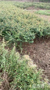 高度40厘米火棘