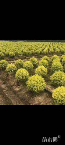 冠幅140厘米金叶女贞球