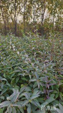 高度60厘米连翘