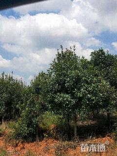 10公分红叶石楠