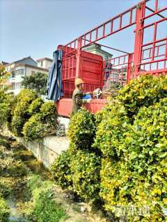 冠幅130厘米金森女贞球