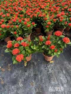 高度40厘米大叶龙船花