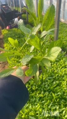 高度15厘米马鞭草