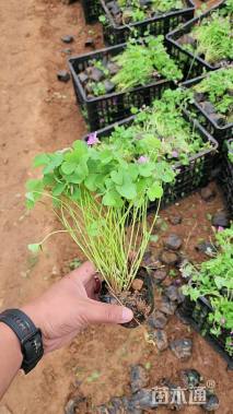 高度16厘米红花酢浆草