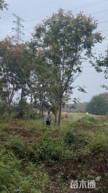 18公分黄山栾树